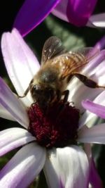 Close-up of bee pollinating on pink flower