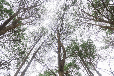 Low angle view of trees during winter