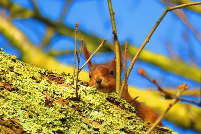 Low angle view of squirrel on tree