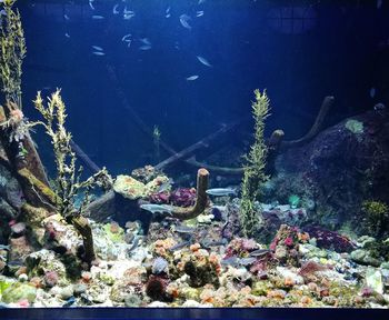 Fish swimming in aquarium