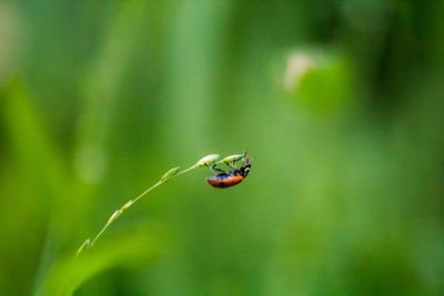 Close-up of ladybug on twig