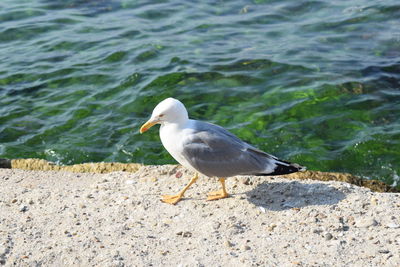 Seagull perching on a beach