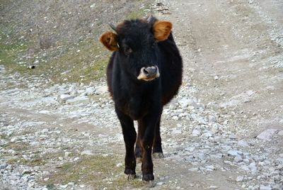 High angle view of horse