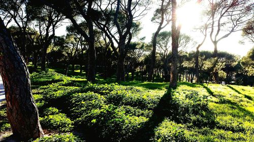 Scenic view of grassy field