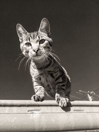 Portrait of tabby kitten