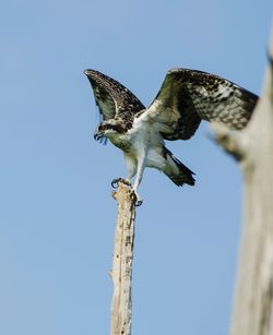 Osprey perched on pole