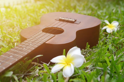 Close-up of white flower on field