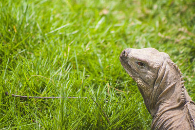 Close-up of lizard on grass