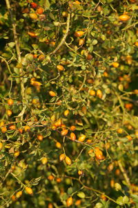 Close-up of fruit growing on tree