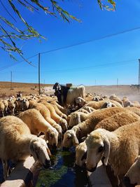 Flock of sheep on landscape 