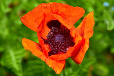 Close-up of orange flower