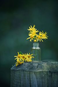 Close-up of yellow flowering plant in vase