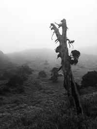 Dead tree on field against sky