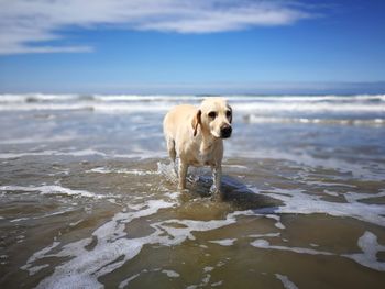 Dog on beach against sky