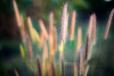 Close-up of stalks in field