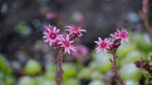 Close-up of pink flowering plant