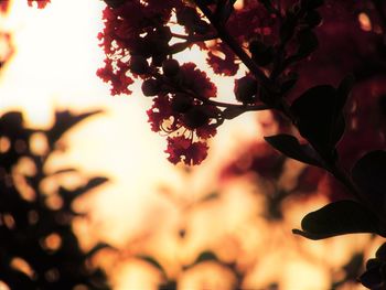 Close-up of flowering plant during sunset