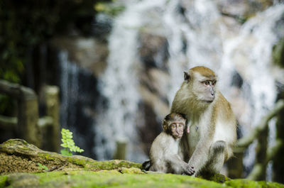 Close-up of two monkeys