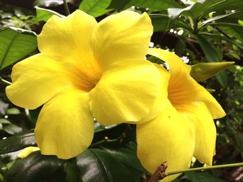 Close-up of yellow flowers blooming outdoors