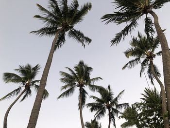 Low angle view of palm trees against sky