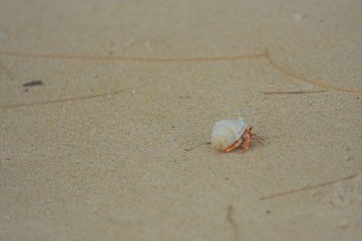 Close-up of hermit crab on the beach