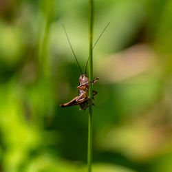 Close-up of grasshopper