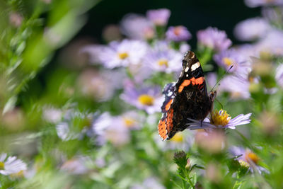 Vanessa atlanta on flowers 