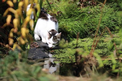 View of a cat on field