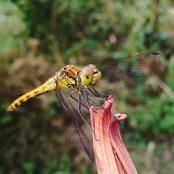 Close-up of insect perching on tree