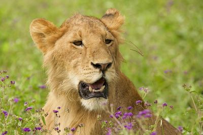 Close-up of lion in green grass