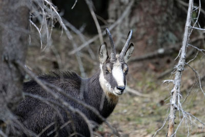 Deer in a forest