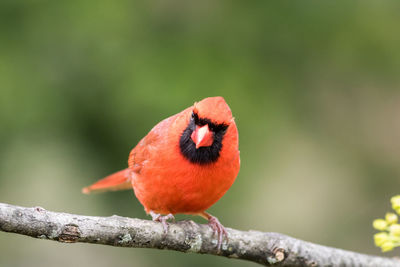 Close-up of bird perching on branch