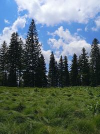 Scenic view of pine trees on field against sky