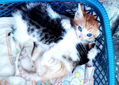 Close-up of cat lying down