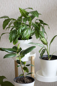 Close-up of potted plant on table