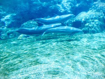 Fish swimming in sea