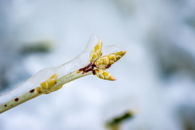 Close-up of flower against blurred background