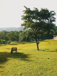 Sheep grazing on grassy field