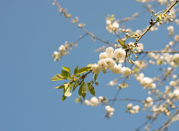 Low angle view of white flowers on branch