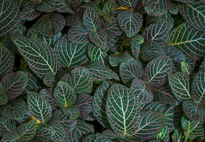 Fittonia albivenis leaves with nerve patterns. also known as nerve plant or mosaic plant.