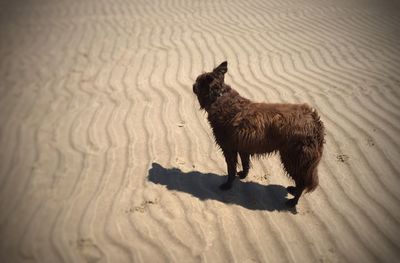 Portrait of dog