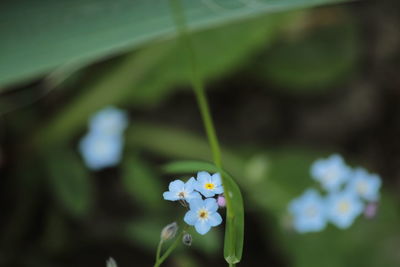 Close-up of purple flowers