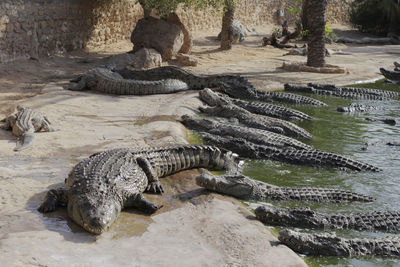 High angle view of crocodile in shallow water