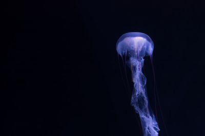 Close-up of illuminated lighting equipment against black background