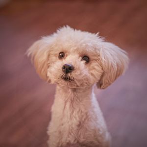 Close-up portrait of a dog