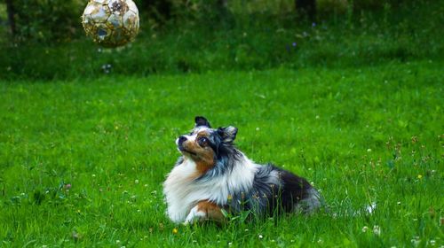 Dog in a field