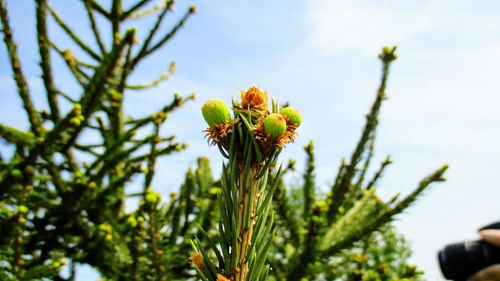 Low angle view of flowering plant against sky