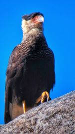 Low angle view of crested caracara on rock