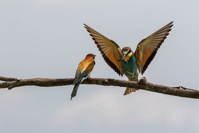 Low angle view of bird perching on tree trunk