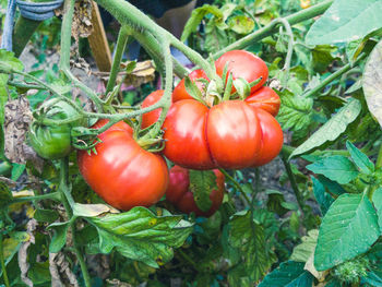 Close-up of tomatoes growing on plant